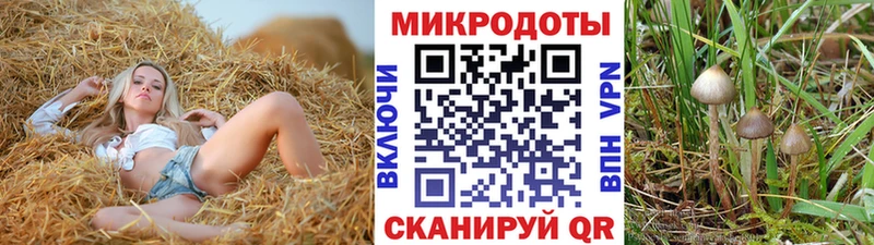 omg как зайти  Карасук  Галлюциногенные грибы Psilocybe 